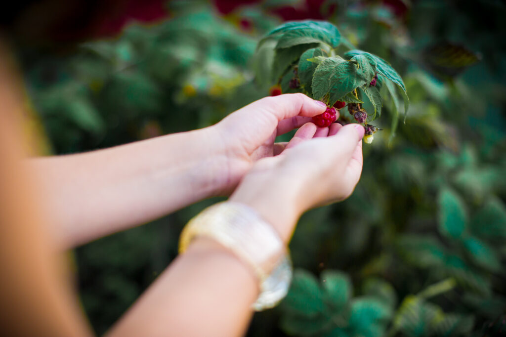 Love session : main tenant des framboises dans le jardin Main avec des framboises dans le jardin